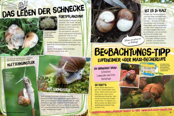MeinAbenteuer-Das Magazin für Draussenkinder_Ausgabe2_22 - das Leben der Schnecke - Beobachtungstipp für Becherlupe