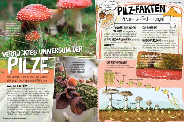 MeinAbenteuer-Das Magazin für Draussenkinder_Ausgabe2_22 - Das verrückte Universum der Pilze - Pilzfakten - Fliegenpilz