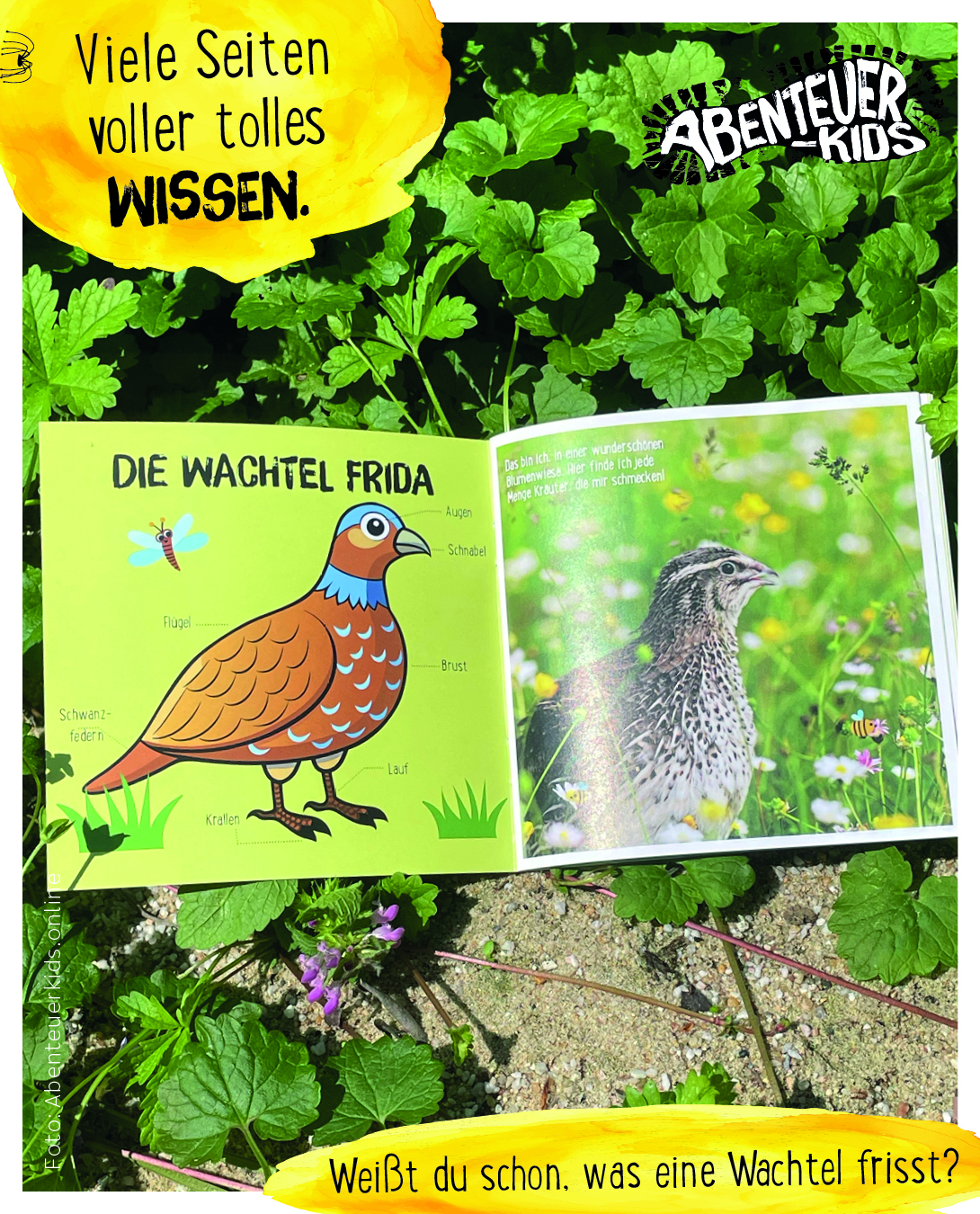 Wachtelbuch mit Wissen für die Hosentasche