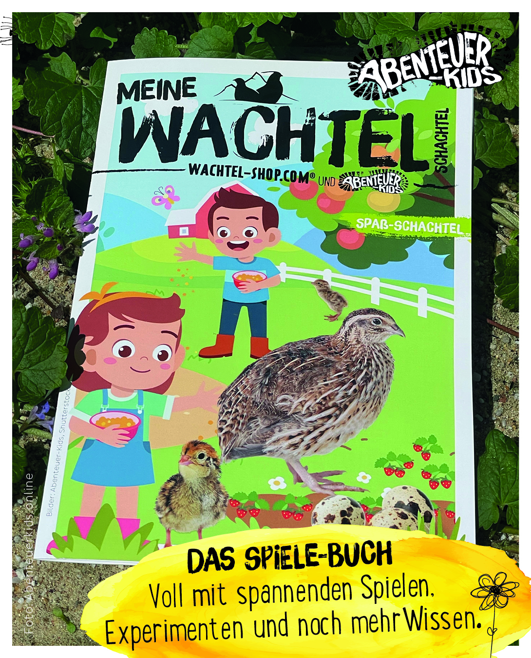 Buch über Wachteln Spaßbox