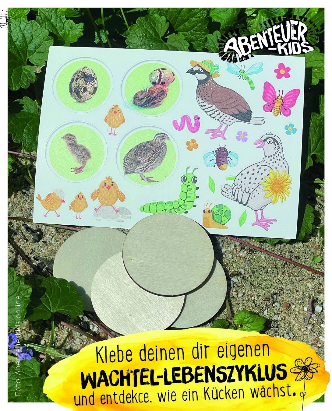 Lebenszyklus Wachtel