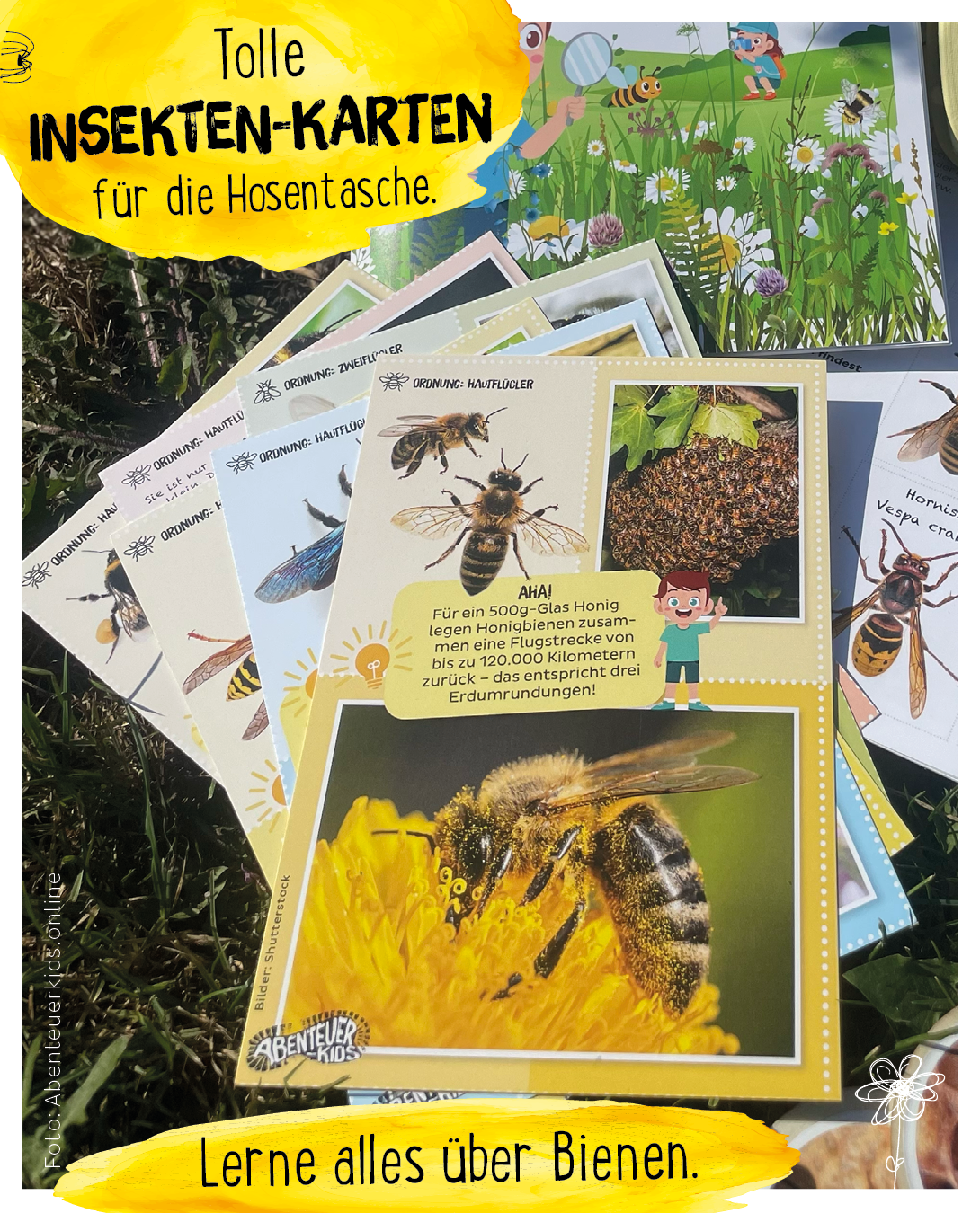 Insektenentdeckerkarten Bienenbox Abenteuer-Kids