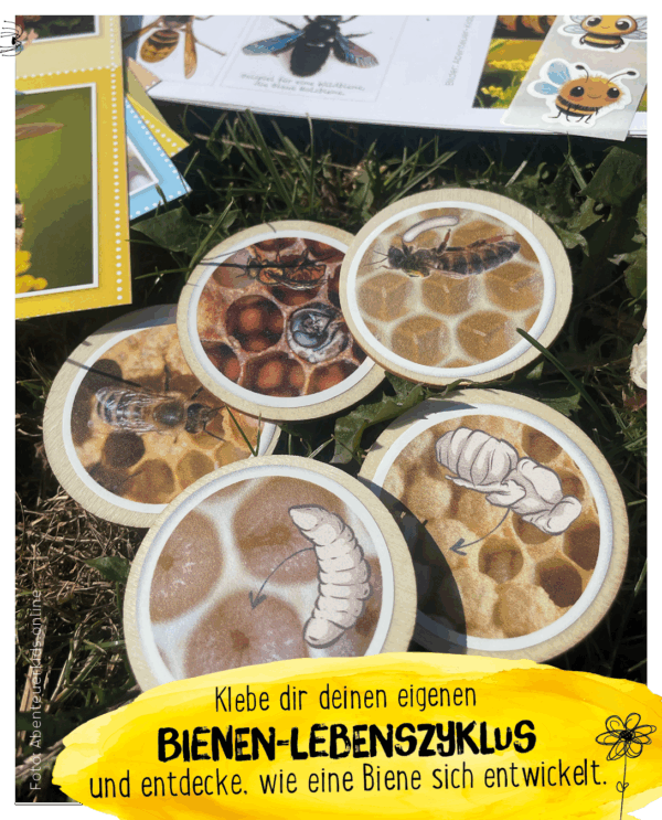 Lebenszyklus der Biene, Honigbiene, von den Abenteuerkids, Holzscheiben