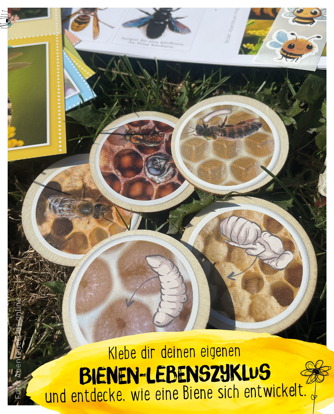 Lebenszyklus der Biene, Honigbiene, von den Abenteuerkids, Holzscheiben
