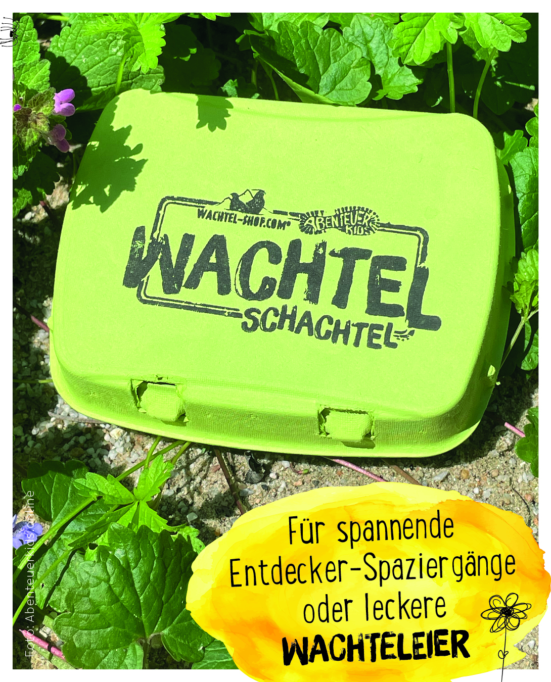 Wachte-Schachtel -Starter-Schachtel Eierkarton für Naturbigo oder Wachteleier aus dem Wachtelshop