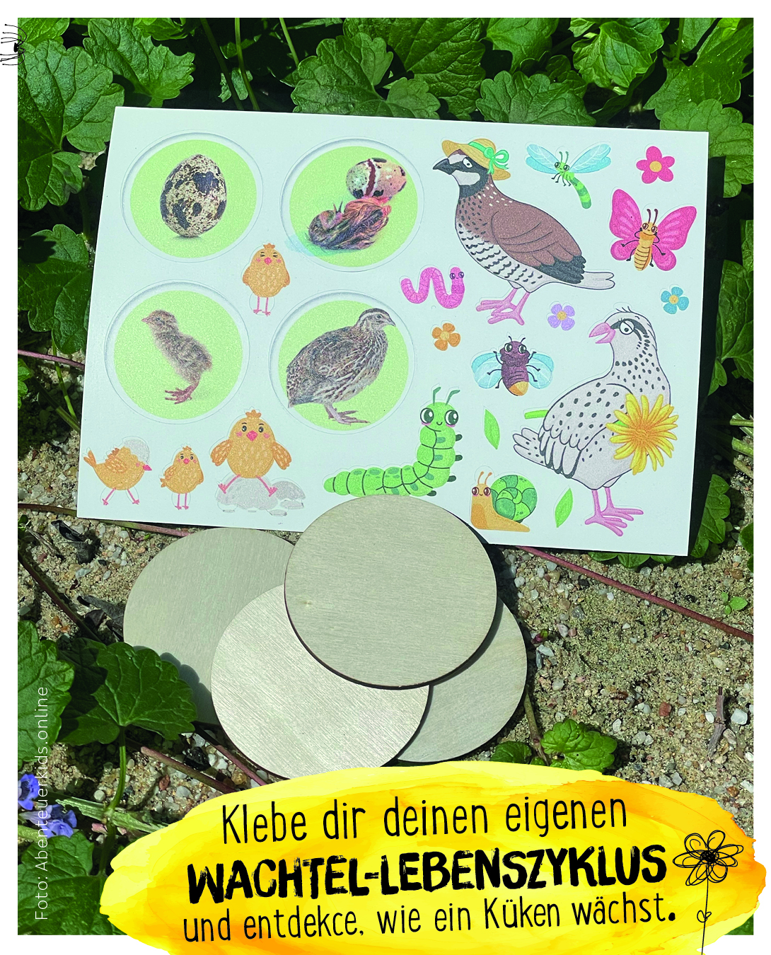 Wachte-Schachtel -Starter-Schachtel Sticker für den Wachtel-Lebenszyklus, zum Selberkleben