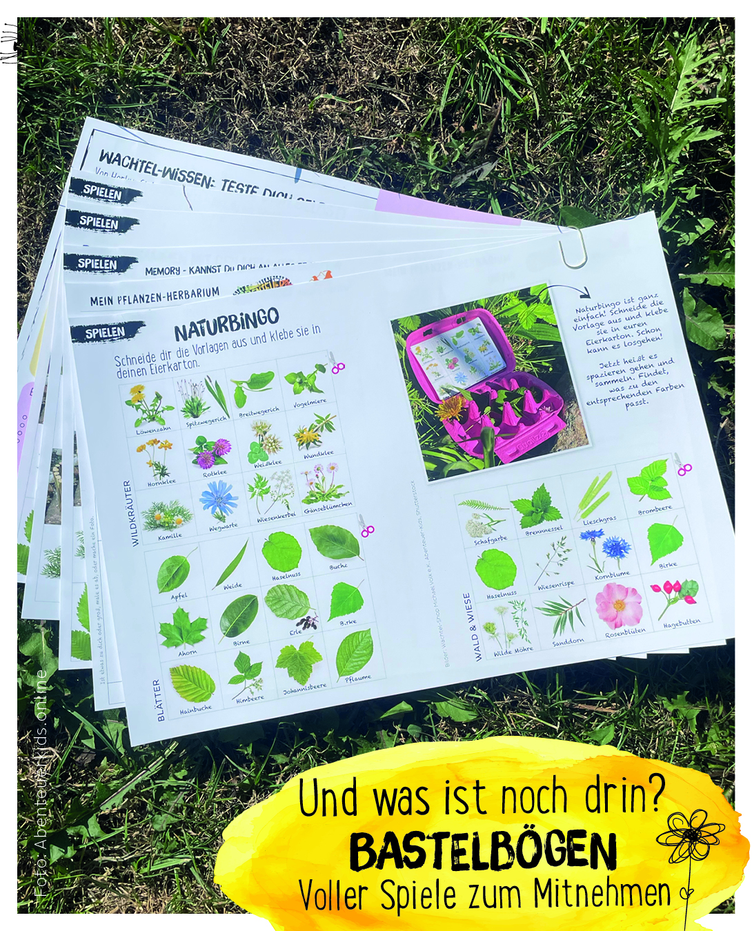 Wachte-Schachtel -Starter-Schachtel Bastelbögen mit ganz vielen Wachtelspielen und einem Quiz mit Wachtelwissen zur Wachtelhaltung