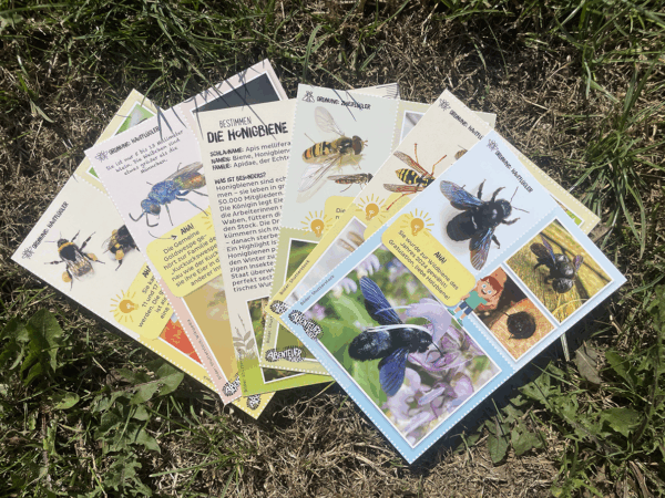 Entdeckerkarten aus der BienenBox von den Abenteuer-Kids