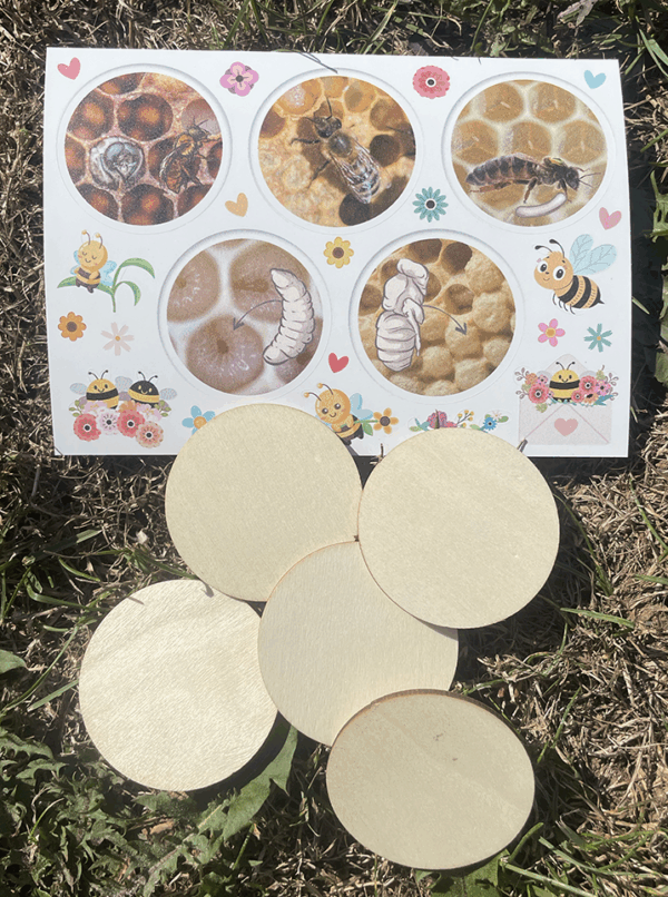 Lebenszyklus der Honigbiene Biene aus der Bienenbox von den Abenteuer-Kids